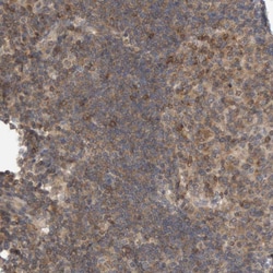 Invitrogen NFATC2 Polyclonal Antibody 100 &mu;L; Unconjugated:Antibodies,