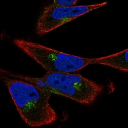 Invitrogen GGA3 Polyclonal Antibody 100 &mu;L; Unconjugated:Antibodies,
