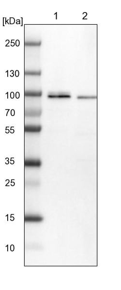 Invitrogen MARK3 Polyclonal Antibody 100 &mu;L; Unconjugated:Antibodies,