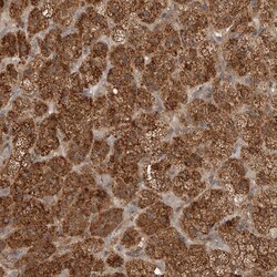 Invitrogen BLZF1 Polyclonal Antibody 100 &mu;L; Unconjugated:Antibodies,
