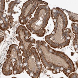Invitrogen BLZF1 Polyclonal Antibody 100 &mu;L; Unconjugated:Antibodies,