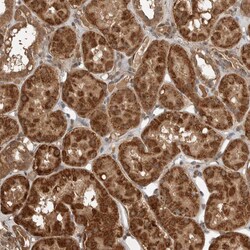 Invitrogen BLZF1 Polyclonal Antibody 100 &mu;L; Unconjugated:Antibodies,