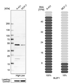 Invitrogen BLZF1 Polyclonal Antibody 100 &mu;L; Unconjugated:Antibodies,