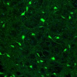 Invitrogen Fumarase Polyclonal Antibody 100 &mu;L; Unconjugated:Antibodies,