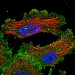 Invitrogen YES1 Polyclonal Antibody 100 &mu;L; Unconjugated:Antibodies,