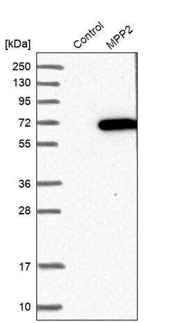 Invitrogen MPP2 Polyclonal Antibody 100 &mu;L; Unconjugated:Antibodies,