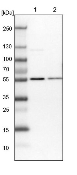 Invitrogen MST3 Polyclonal Antibody 100 &mu;L | Buy Online | Invitrogen&trade; | Fisher Scientific