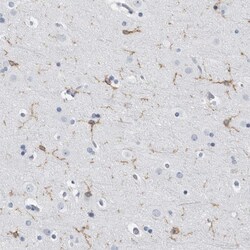 Invitrogen FCER1G Polyclonal Antibody 100 &mu;L; Unconjugated:Antibodies,