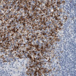 Invitrogen FCER1G Polyclonal Antibody 100 &mu;L; Unconjugated:Antibodies,