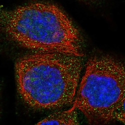 FXYD1 Polyclonal Antibody:Antibodies, Polyclonal