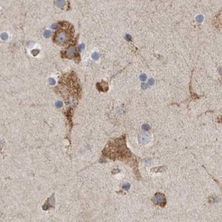 Invitrogen GANAB Polyclonal Antibody 100 &mu;L; Unconjugated:Antibodies,