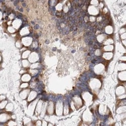Invitrogen GANAB Polyclonal Antibody 100 &mu;L; Unconjugated:Antibodies,