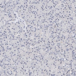 Invitrogen Kir1.1 (KCNJ1) Polyclonal Antibody 100 &mu;L; Unconjugated:Antibodies,