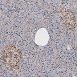 Invitrogen LYAG Polyclonal Antibody 100 &mu;L; Unconjugated:Antibodies,