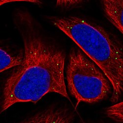 Invitrogen COL26A1 Polyclonal Antibody 100 &mu;L; Unconjugated:Antibodies,