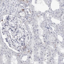 Invitrogen COL26A1 Polyclonal Antibody 100 &mu;L; Unconjugated:Antibodies,