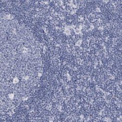 Invitrogen COL26A1 Polyclonal Antibody 100 &mu;L; Unconjugated:Antibodies,