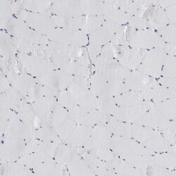 Invitrogen COL26A1 Polyclonal Antibody 100 &mu;L; Unconjugated:Antibodies,