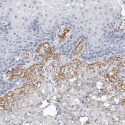 Invitrogen COL26A1 Polyclonal Antibody 100 &mu;L; Unconjugated:Antibodies,