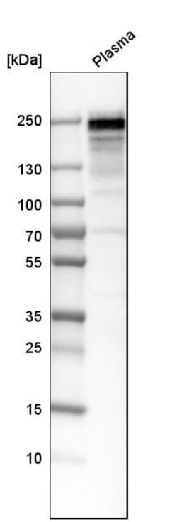 Invitrogen Fibronectin Polyclonal Antibody 100 &mu;L | Buy Online | Invitrogen&trade; | Fisher Scientific