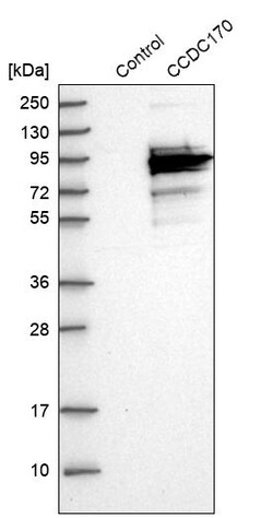 Invitrogen C6orf97 Polyclonal Antibody 100 &mu;L; Unconjugated:Antibodies,