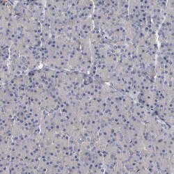 Invitrogen MASTL Polyclonal Antibody 100 &mu;L; Unconjugated:Antibodies,