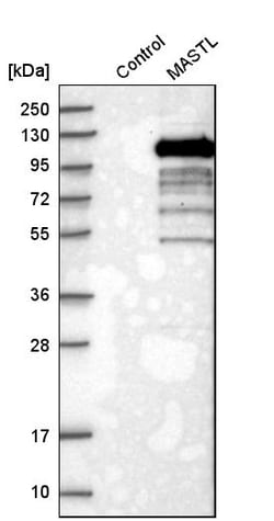 Invitrogen MASTL Polyclonal Antibody 100 &mu;L; Unconjugated:Antibodies,