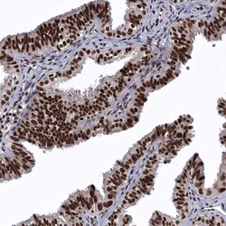Invitrogen SENP7 Polyclonal Antibody 100 &mu;L; Unconjugated:Antibodies,