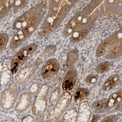 Invitrogen HTRA2 Polyclonal Antibody 100 &mu;L; Unconjugated:Antibodies,