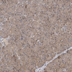 Invitrogen HTRA2 Polyclonal Antibody 100 &mu;L; Unconjugated:Antibodies,