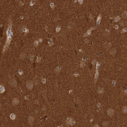 Invitrogen OXR1 Polyclonal Antibody 100 &mu;L | Buy Online | Invitrogen&trade; | Fisher Scientific