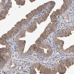 Invitrogen OXR1 Polyclonal Antibody 100 &mu;L | Buy Online | Invitrogen&trade; | Fisher Scientific