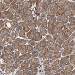 Invitrogen OXR1 Polyclonal Antibody 100 &mu;L | Buy Online | Invitrogen&trade; | Fisher Scientific