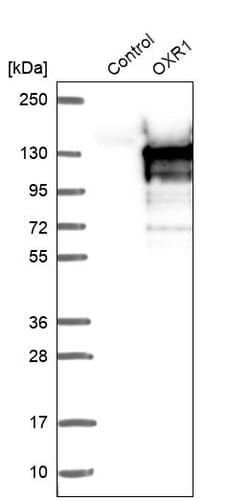 Invitrogen OXR1 Polyclonal Antibody 100 &mu;L | Buy Online | Invitrogen&trade; | Fisher Scientific