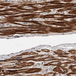Invitrogen ORP9 Polyclonal Antibody 100 &mu;L; Unconjugated:Antibodies,