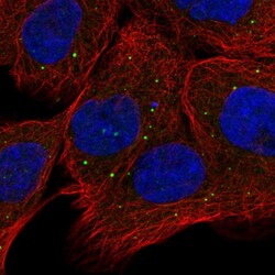 Invitrogen OXR1 Polyclonal Antibody 100 &mu;L; Unconjugated:Antibodies,