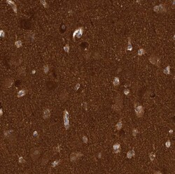 Invitrogen OXR1 Polyclonal Antibody 100 &mu;L; Unconjugated:Antibodies,