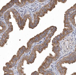 Invitrogen OXR1 Polyclonal Antibody 100 &mu;L; Unconjugated:Antibodies,