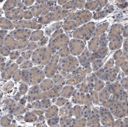 Invitrogen OXR1 Polyclonal Antibody 100 &mu;L; Unconjugated:Antibodies,