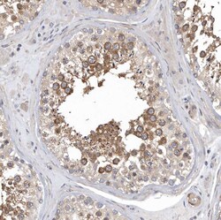 Invitrogen OXR1 Polyclonal Antibody 100 &mu;L; Unconjugated:Antibodies,