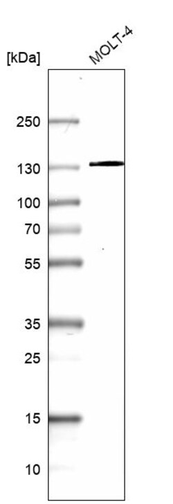 Invitrogen OXR1 Polyclonal Antibody 100 &mu;L | Buy Online | Invitrogen&trade; | Fisher Scientific