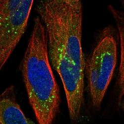 Invitrogen ORP9 Polyclonal Antibody 100 &mu;L; Unconjugated:Antibodies,