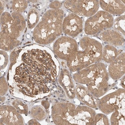 Invitrogen ORP9 Polyclonal Antibody 100 &mu;L; Unconjugated:Antibodies,