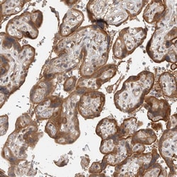 Invitrogen ORP9 Polyclonal Antibody 100 &mu;L; Unconjugated:Antibodies,