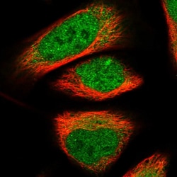 Invitrogen NAB2 Polyclonal Antibody 100 &mu;L; Unconjugated:Antibodies,