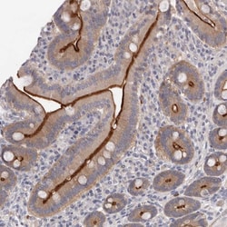 Invitrogen USH1C Polyclonal Antibody 100 &mu;L; Unconjugated:Antibodies,