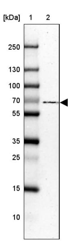Invitrogen USH1C Polyclonal Antibody 100 &mu;L; Unconjugated:Antibodies,