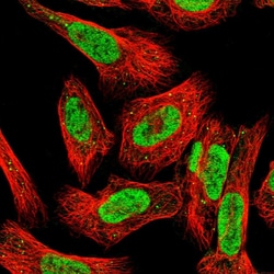 Invitrogen ILF1 Polyclonal Antibody 100 &mu;L; Unconjugated:Antibodies,