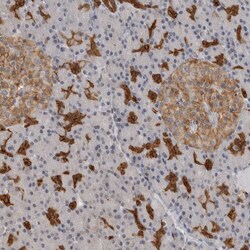Invitrogen Annexin A11 Polyclonal Antibody 100 &mu;L; Unconjugated:Antibodies,