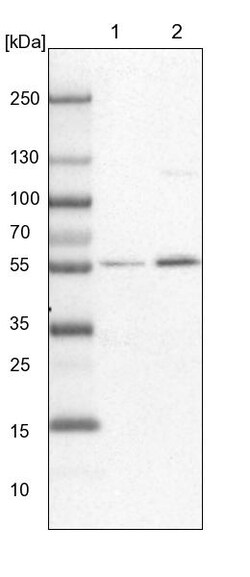 Invitrogen HIP55 Polyclonal Antibody 100 &mu;L; Unconjugated:Antibodies,